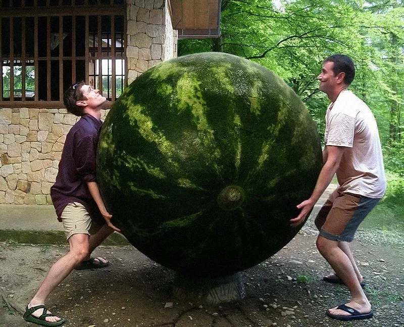 największe plantacje arbuzów na świecie