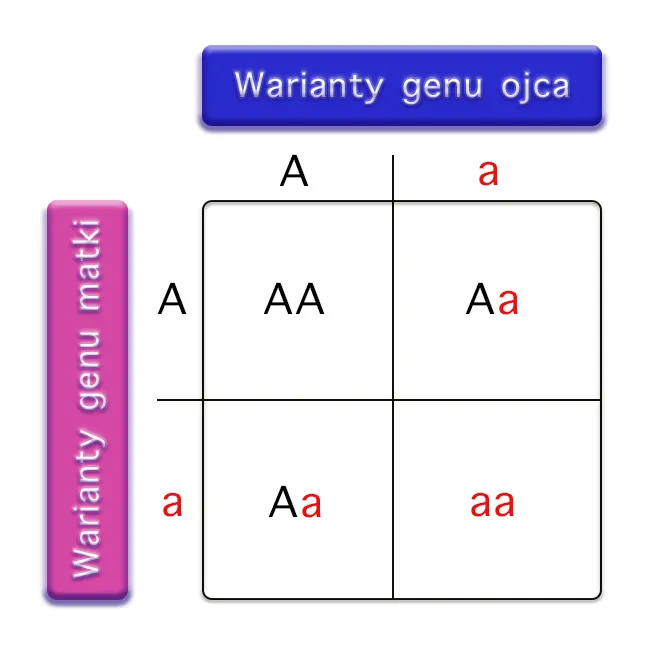 schemat dziedziczenia autyzmu genetyka