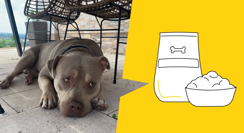 Błędy w żywieniu psa domową karmą