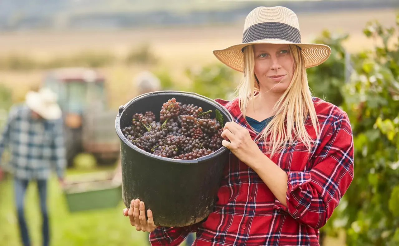 koszty zakwaterowania winobranie Francja