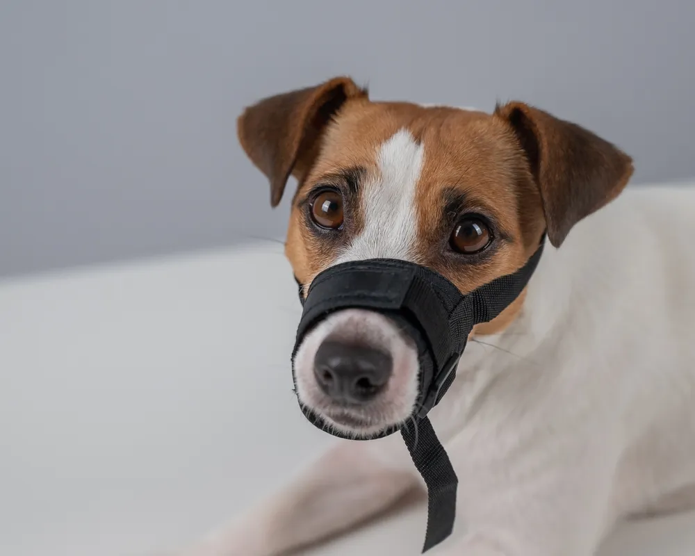 przyzwyczajanie psa do kagańca pozytywne wzmocnienie