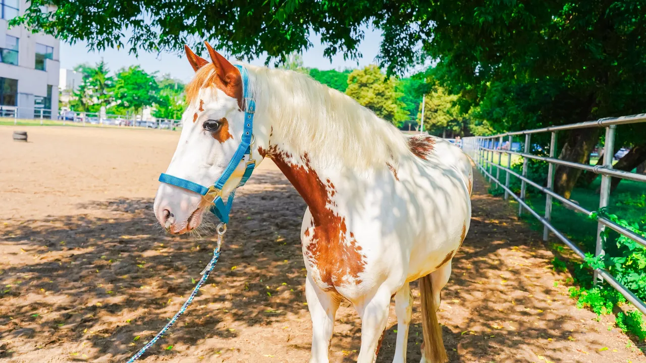 Ośrodek Jeździecki UWM Kortowo