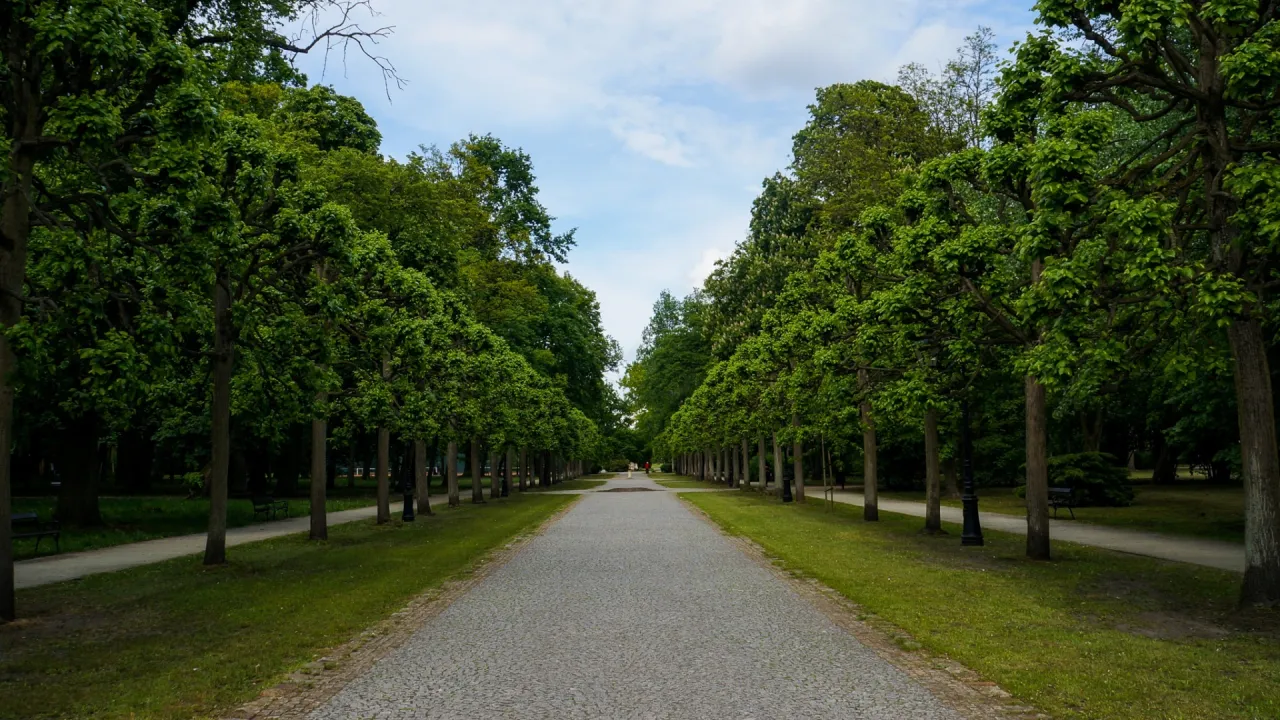 Aleja drzew w parku w Ciechocinku, idealna na spokojne przejażdżki rowerowe.