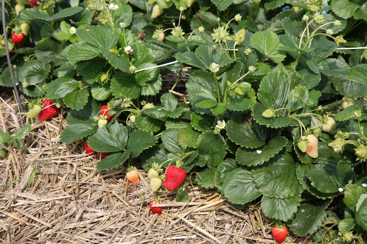 Truskawki z objawami niedoboru wapnia: liście są zielone, ale owoce są nier&oacute;wno wybarwione, niekt&oacute;re niedojrzałe.