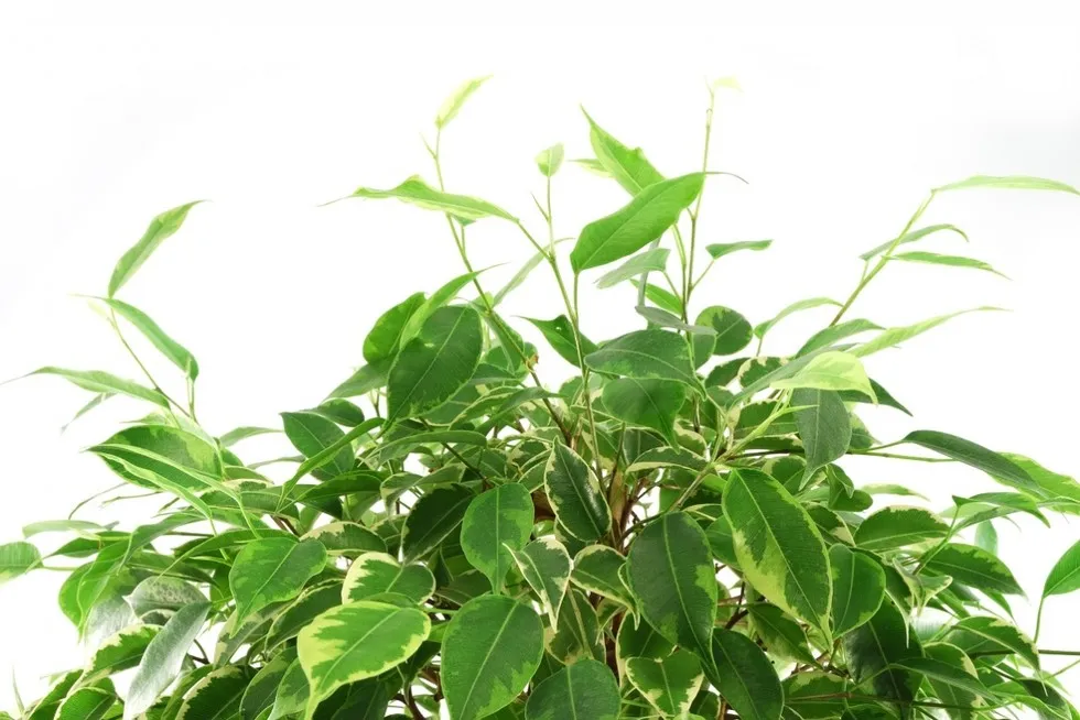 Fikus benjamina alergia