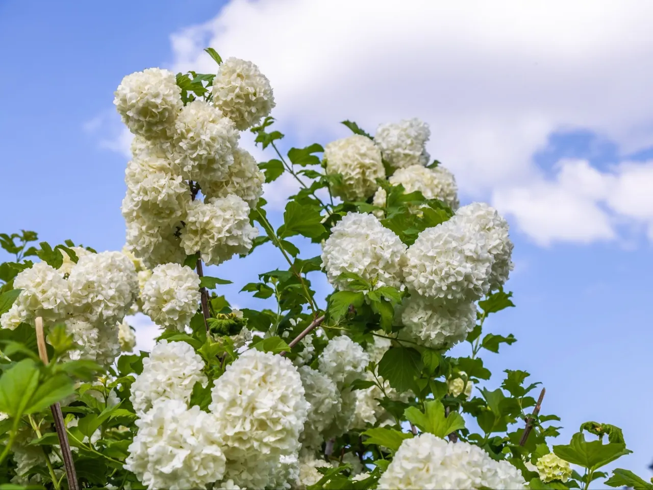 Krzew kaliny z białymi, kulistymi kwiatostanami na tle błękitnego nieba z chmurami. Dowiedz się, jak przycinać kalinę, by cieszyć się jej pięknem.
