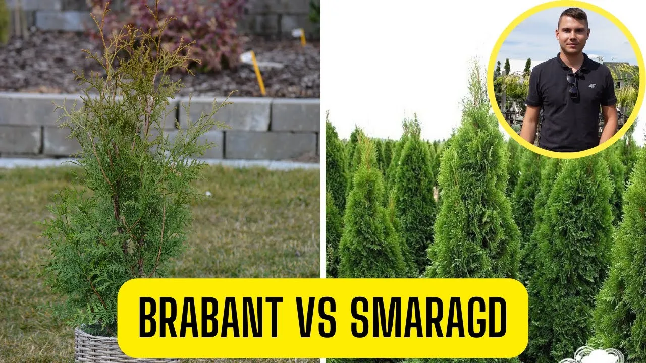 Różnice w pokroju tui Smaragd i Brabant