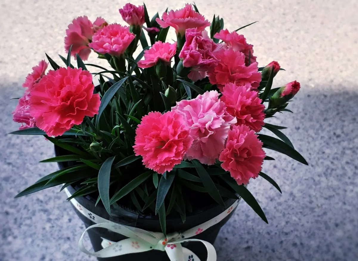 Zdjęcie Jak uprawiać goździk Pink Kisses, aby cieszyć się pięknym kwitnieniem