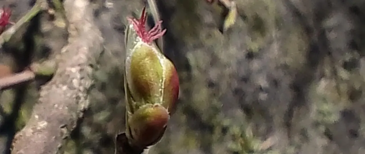 Delikatne, czerwone pręciki wychylają się z zielono-czerwonego pąka, zapowiadając, jak kwitnie leszczyna.