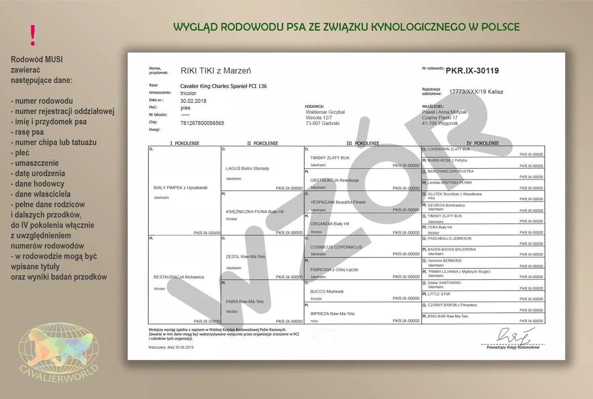 wz&oacute;r rodowodu psa ZKwP