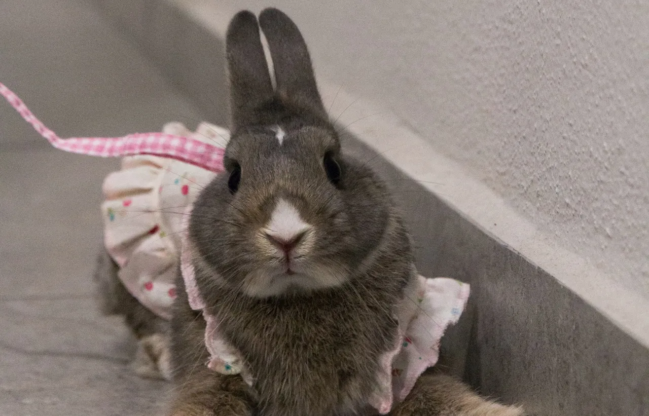 Uroczy kr&oacute;lik w sukieneczce, z r&oacute;żową wstążeczką. Czy kr&oacute;lik ma cieczkę? Trudno powiedzieć, ale wygląda na zrelaksowanego.