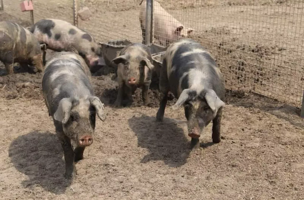 Kilka świń o charakterystycznym umaszczeniu, reprezentujących r&oacute;żne typy użytkowe świń, pasie się na błotnistym wybiegu.