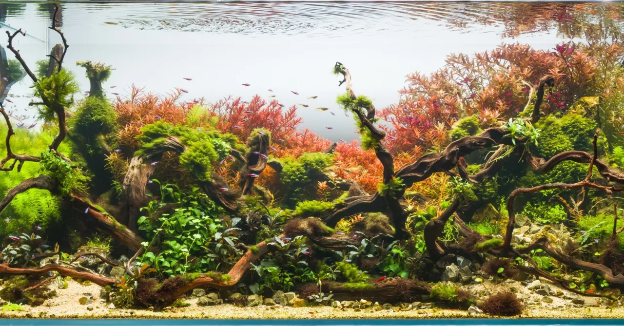 Polski akwarysta profil