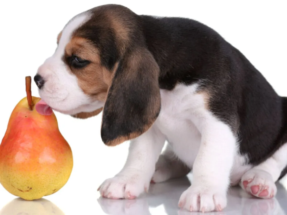 pies je gruszkę bezpiecznie