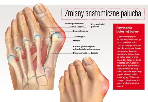 haluks anatomia kości stopy