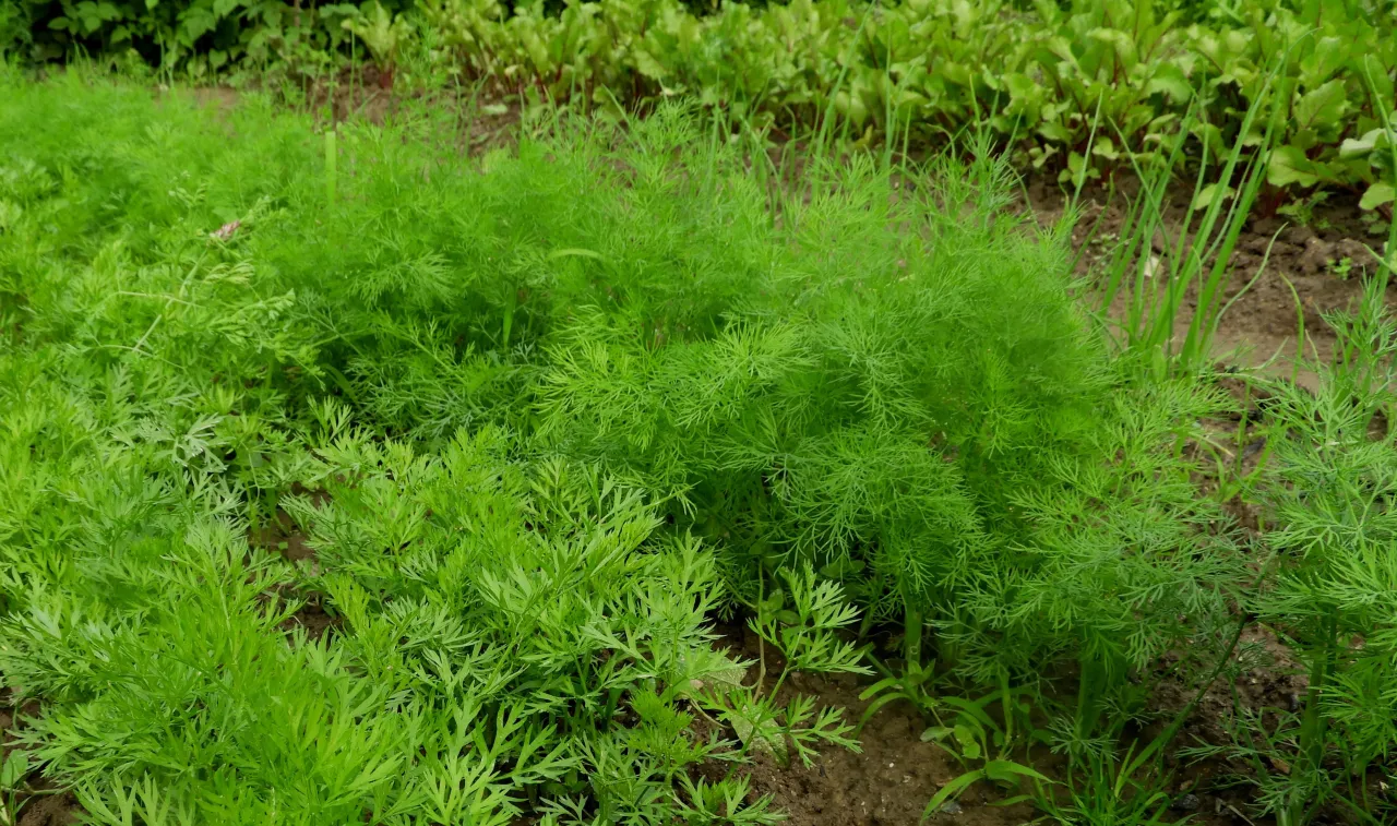 rośliny niekorzystne dla kopru