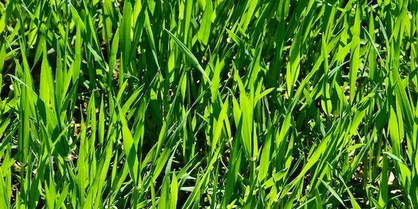 Chwasty w trawniku rodzaje