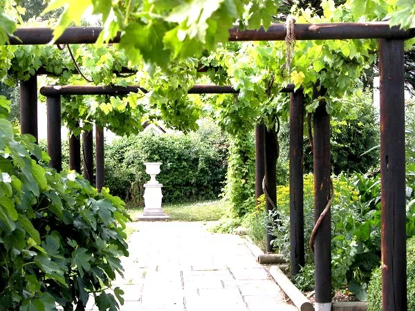 schemat konstrukcji pergoli pod winogrona