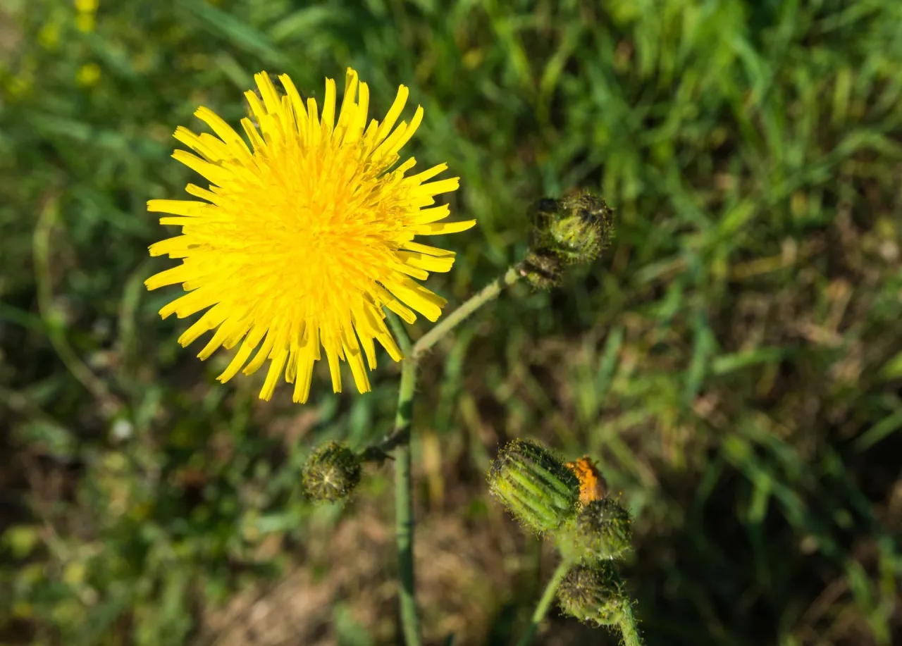 mniszek lekarski vs mlecz polny por&oacute;wnanie