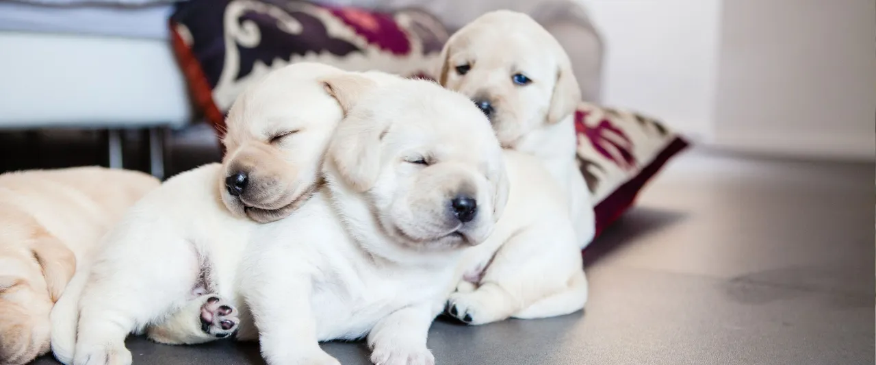 pies szczeniak rosnący