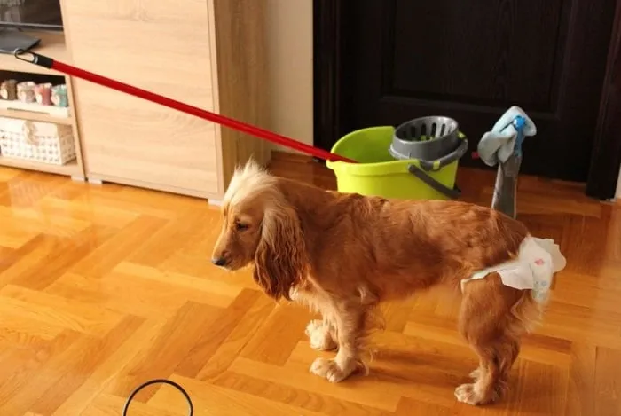 suczka cieczka higiena