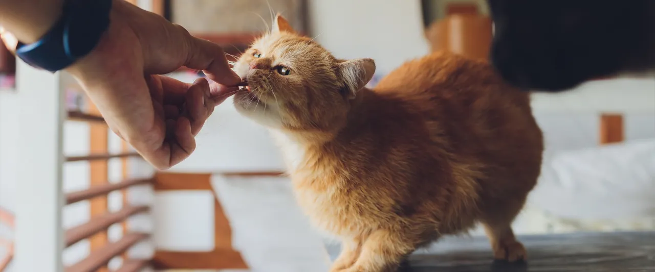 Rudy kot z apetytem zjada smakołyk z ręki. Czy koty mogą jeść masło? To pytanie nurtuje wielu właścicieli.