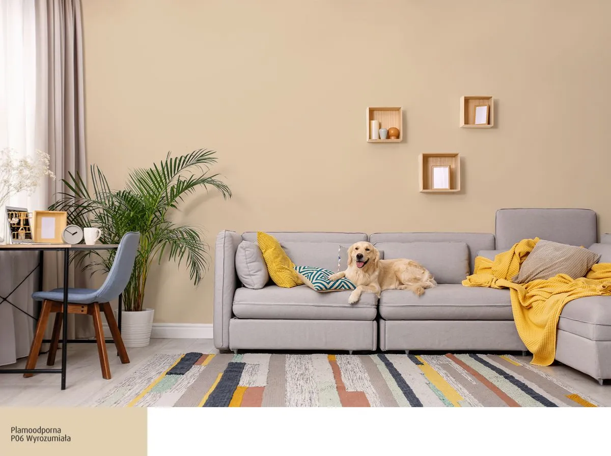 Złoty retriever odpoczywa na szarej kanapie, a ściany pomalowano farbą Śnieżka P06 Wyrozumiała.