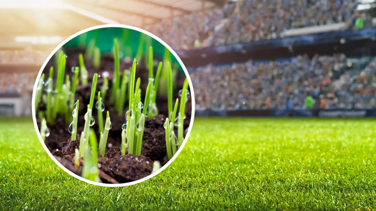 rodzaje nasion trawy