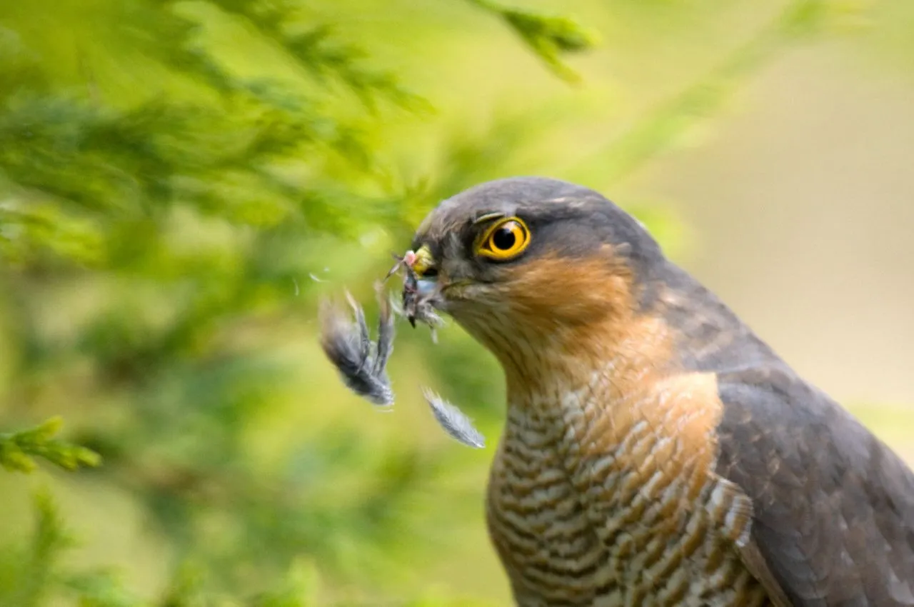 drapieżniki miejskie ptaki, krogulec poluje na wróbla