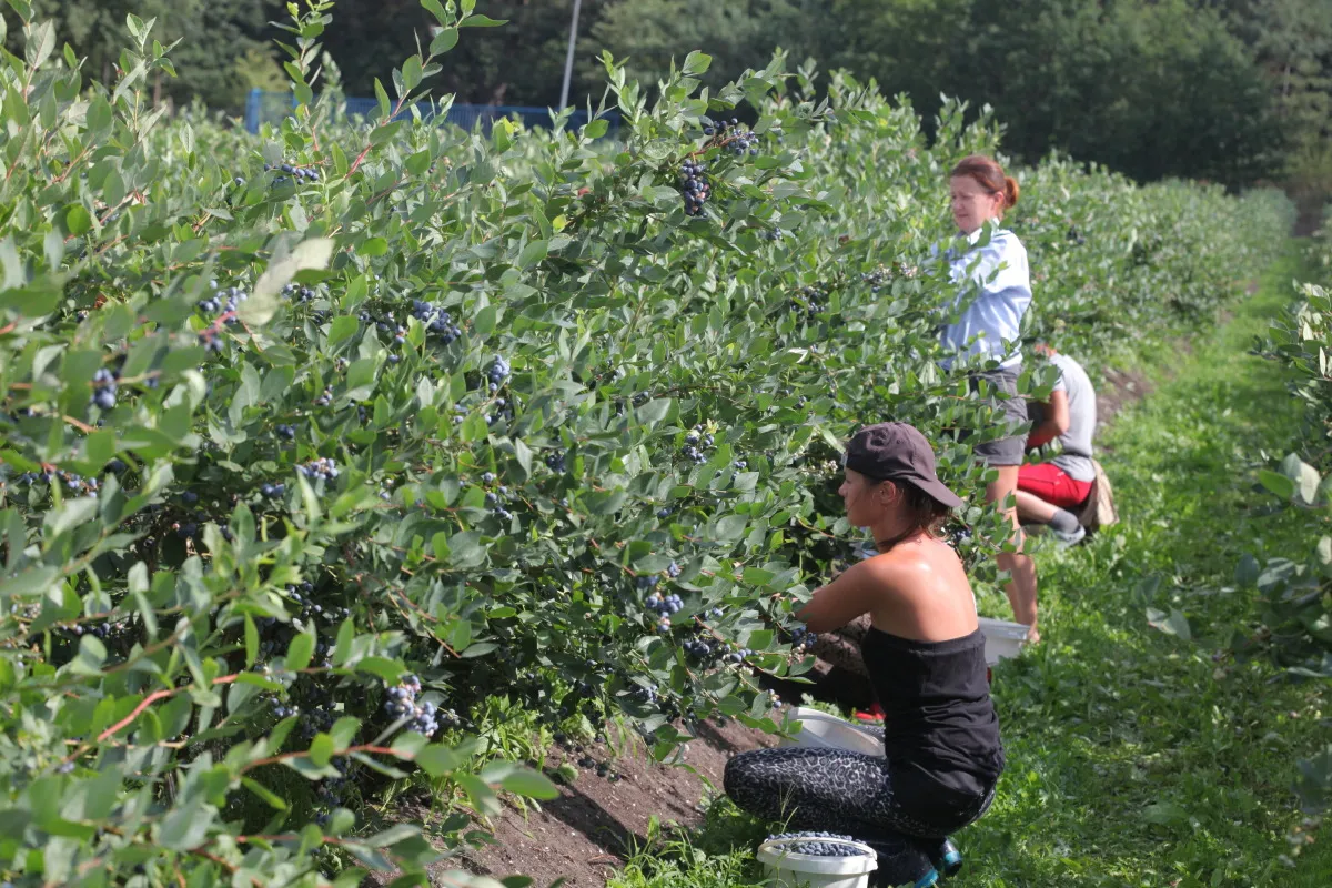 zbieranie borówek w Niemczech