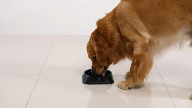 szczeniak i miska z mlekiem krowim przekreślona