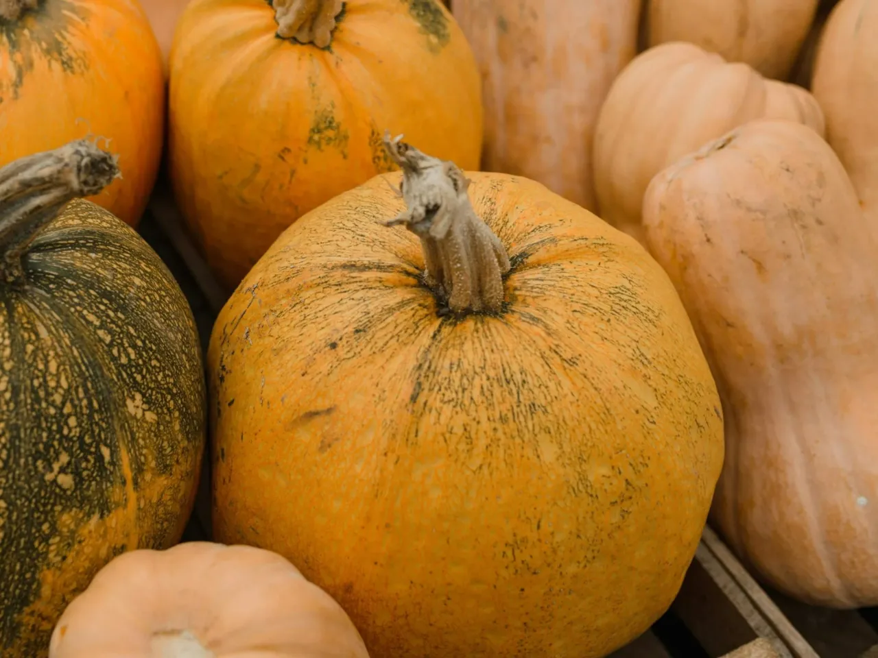 jak wybrać dobrą dynię