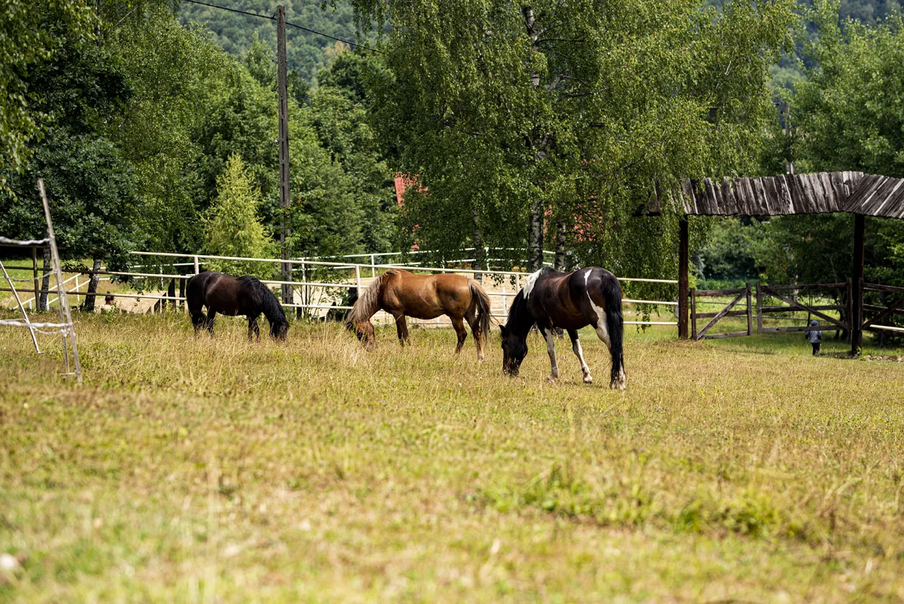 Trzy konie pasące się na łące obok bac&oacute;wki Biały Jeleń.