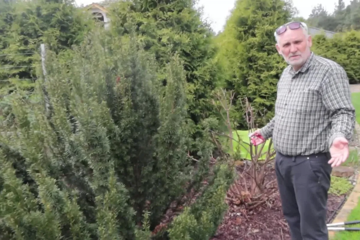 Ogrodnik pokazuje, jak i kiedy przycinać cisy, trzymając sekator. W tle gęste żywopłoty.