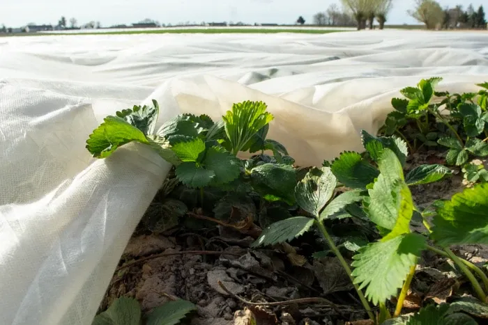 różne metody uprawy truskawek agrowłóknina zagony doniczki