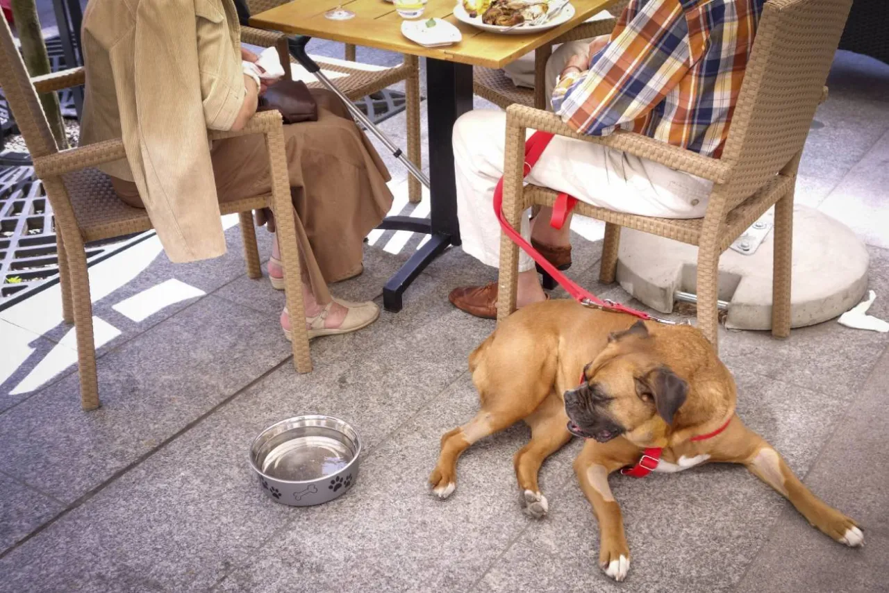 pies grzecznie leżący pod stołem w restauracji