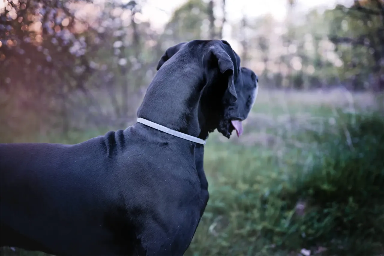 Por&oacute;wnanie obroży Foresto Kiltix Sabunol dla ps&oacute;w