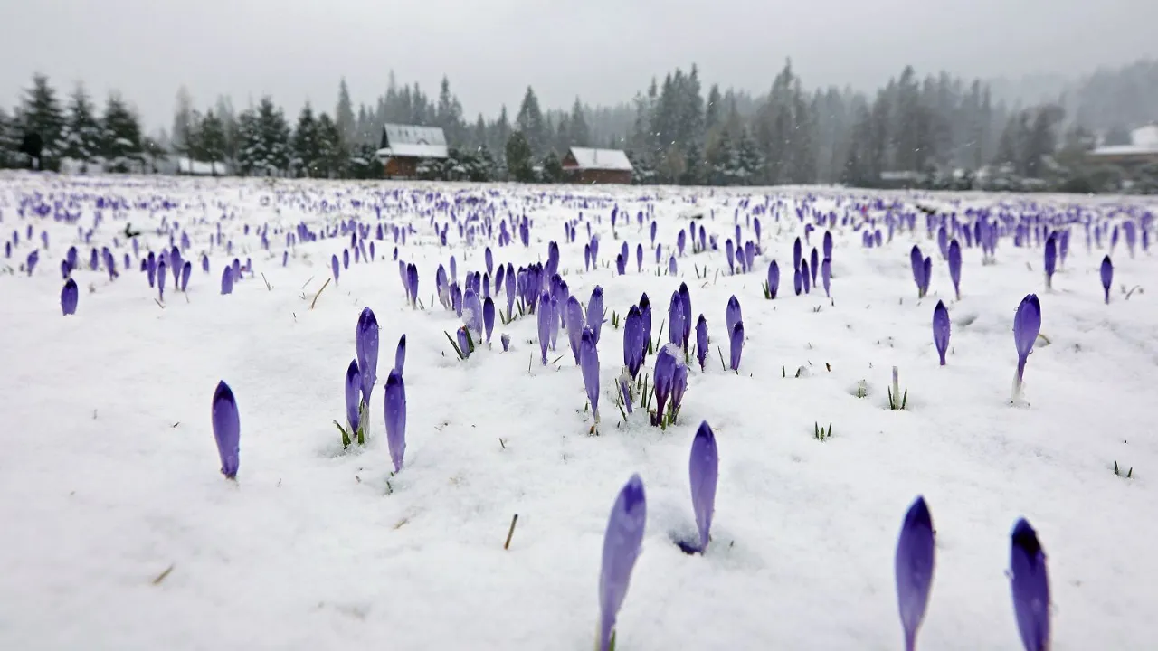 Dolina Chochołowska krokusy wiosną