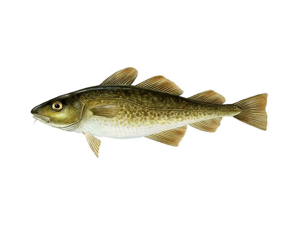 dorsz ryba wygląd cechy charakterystyczne