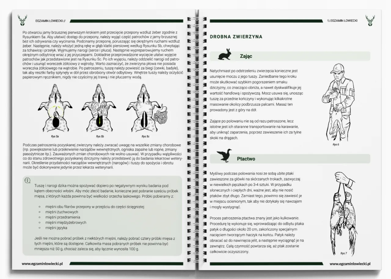 Stażysta myśliwy powinien umieć ocenić tuszę zwierzyny, rozpoznać jej stan zdrowia i prawidłowo ją przygotować do dalszych etapów.