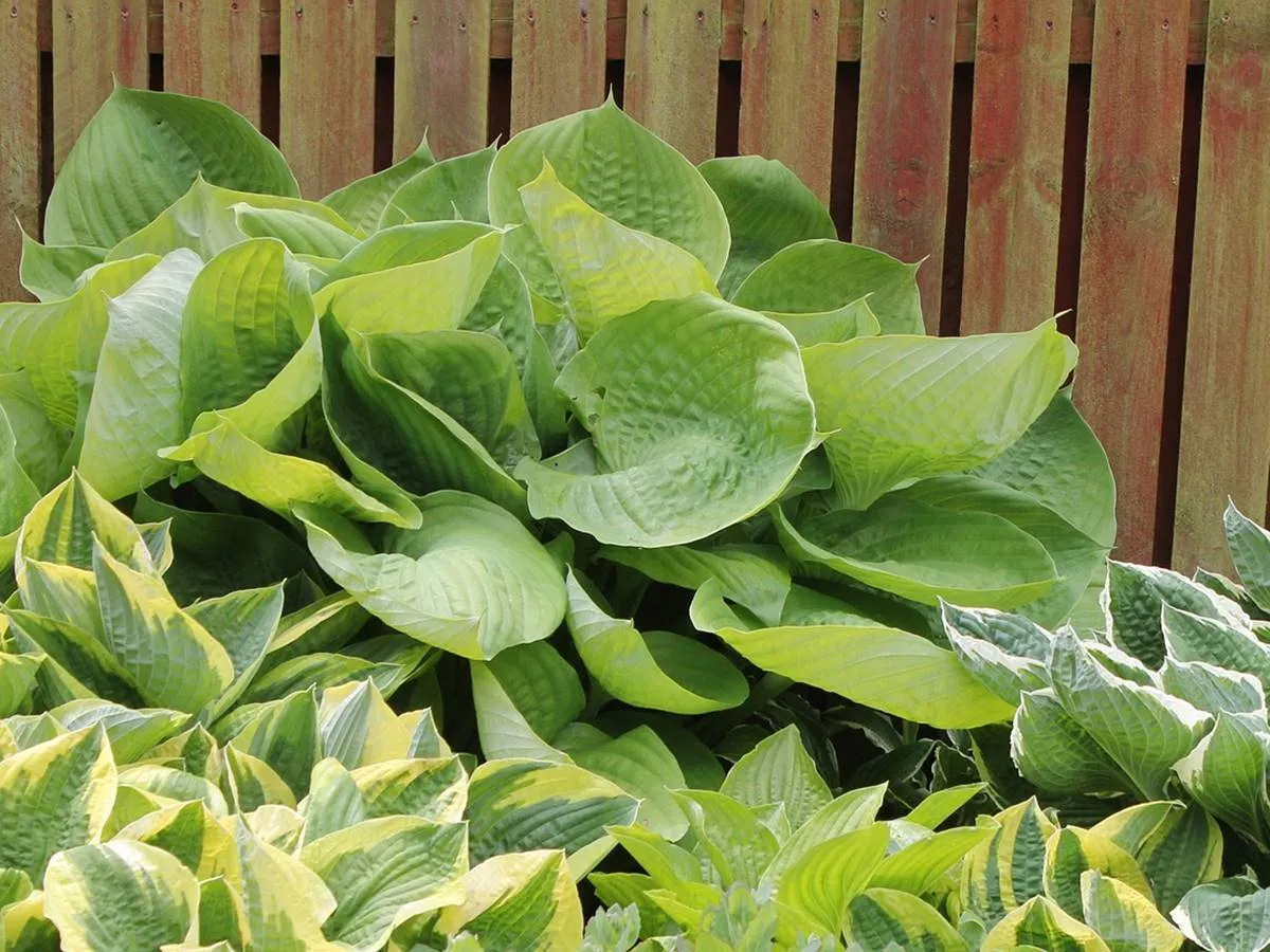 r&oacute;żne rodzaje nawoz&oacute;w do funkii