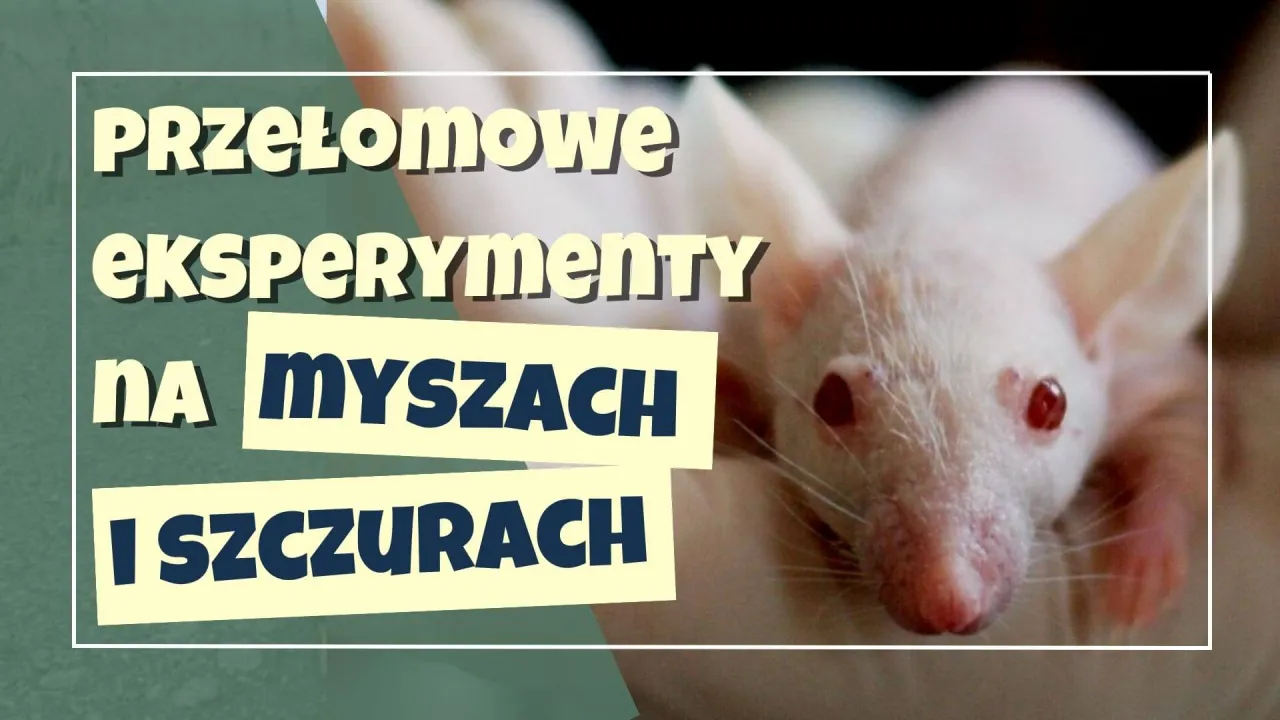 myszy w eksperymencie Calhouna
