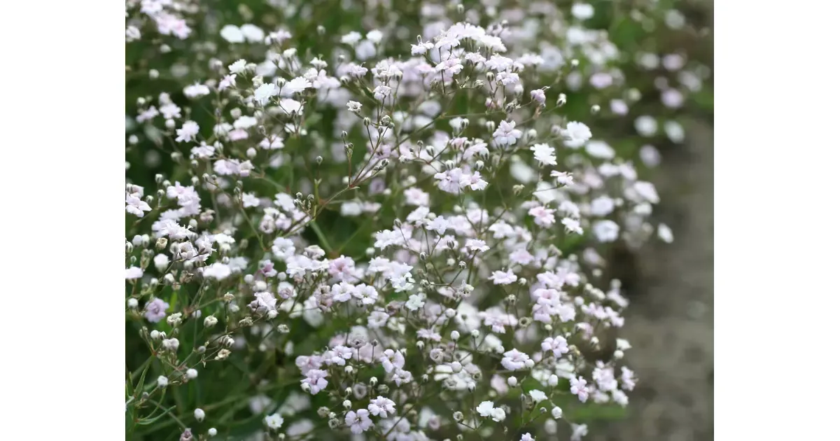 gipsówka wiechowata vs rozesłana