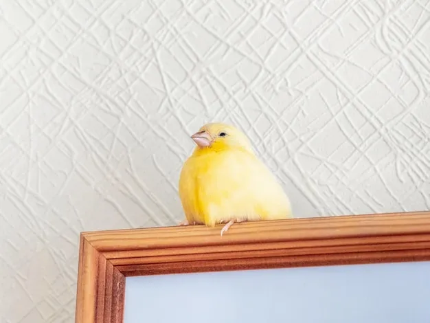 kanarek śpiący w klatce przykrytej