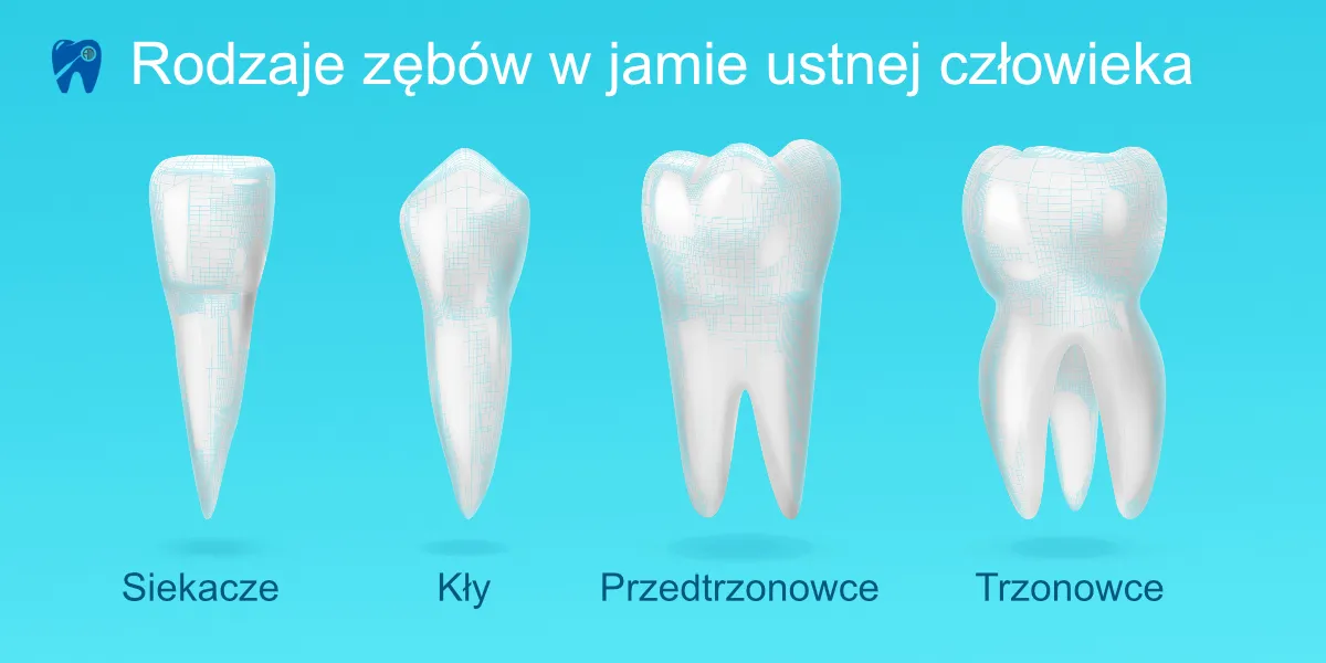 rodzaje zęb&oacute;w stałych w jamie ustnej schemat
