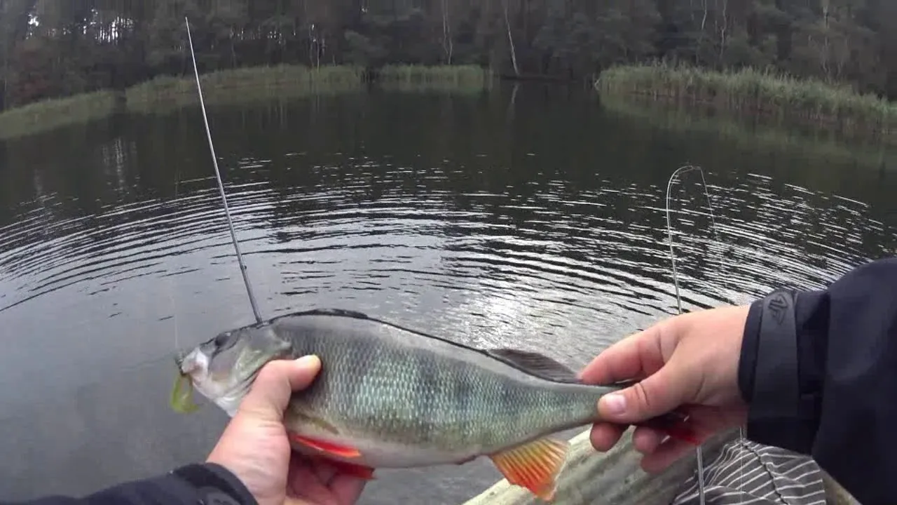 Wędkarstwo Jezioro Dąbie Lubuskie