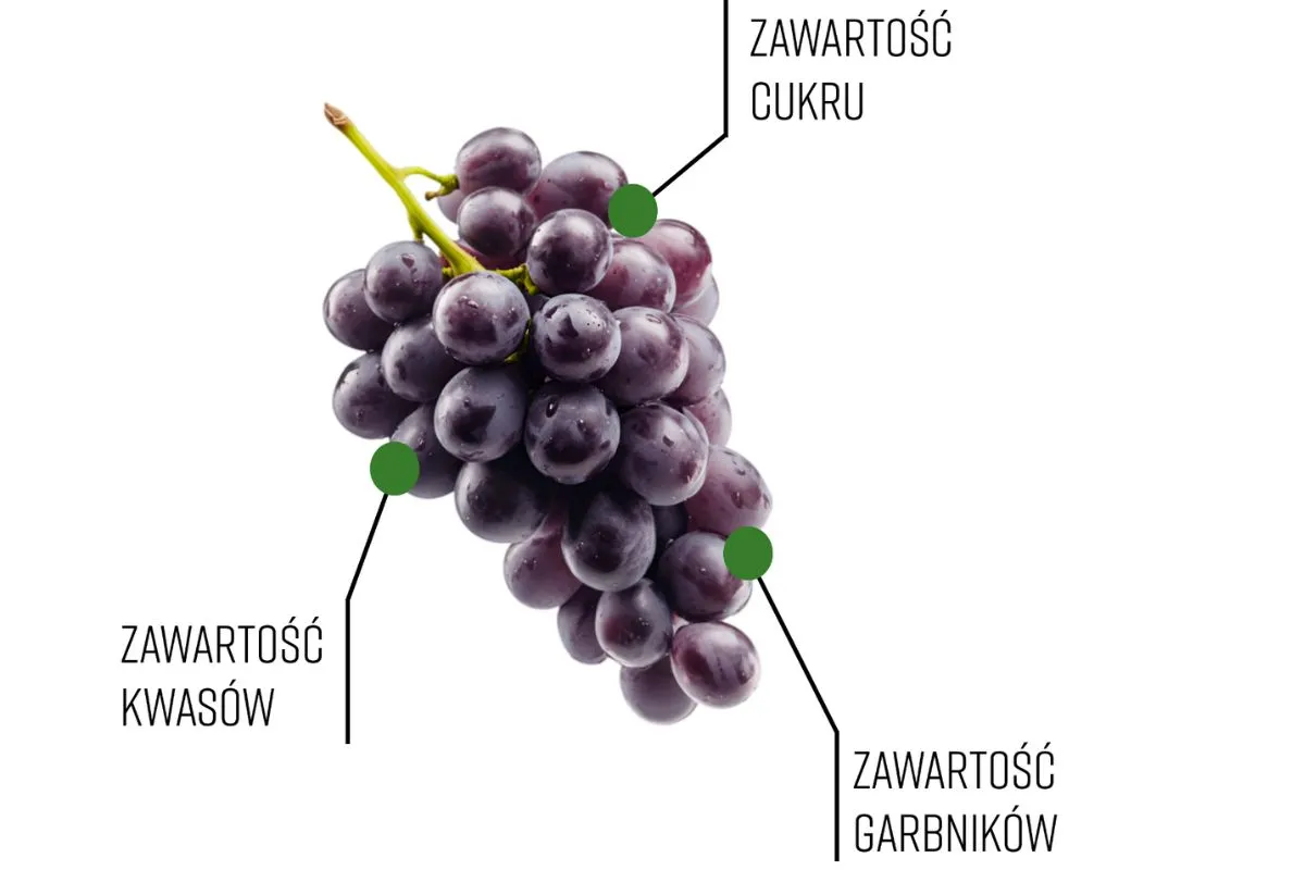 Kiedy zbierać winogrona ogrodowe? Sprawdź zawartość cukru, kwas&oacute;w i garbnik&oacute;w na kiści ciemnych winogron.