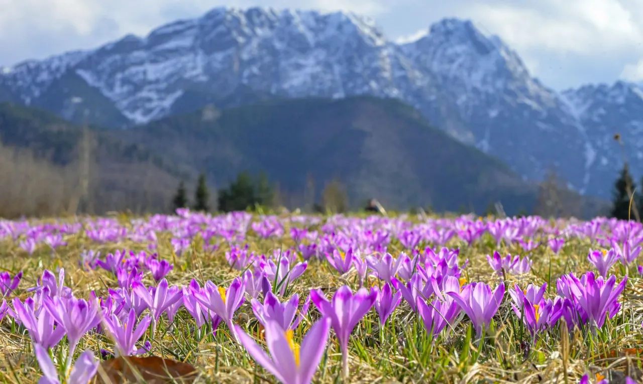 Korki Zakopane sezon