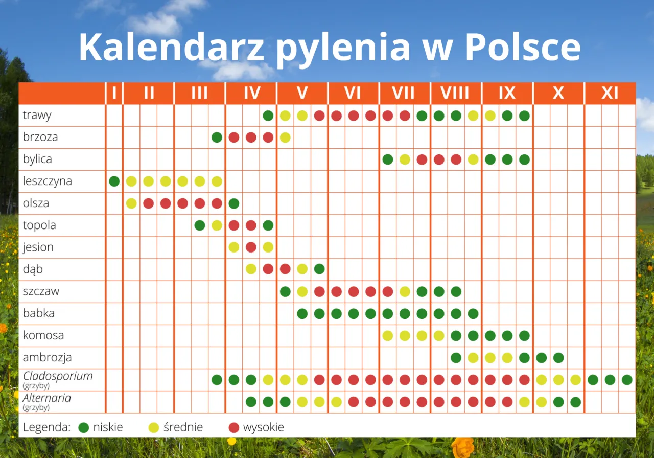 Kalendarz pylenia w Polsce: sprawdź, co teraz pyli. Wykres pokazuje okresy pylenia traw, drzew i grzybów.