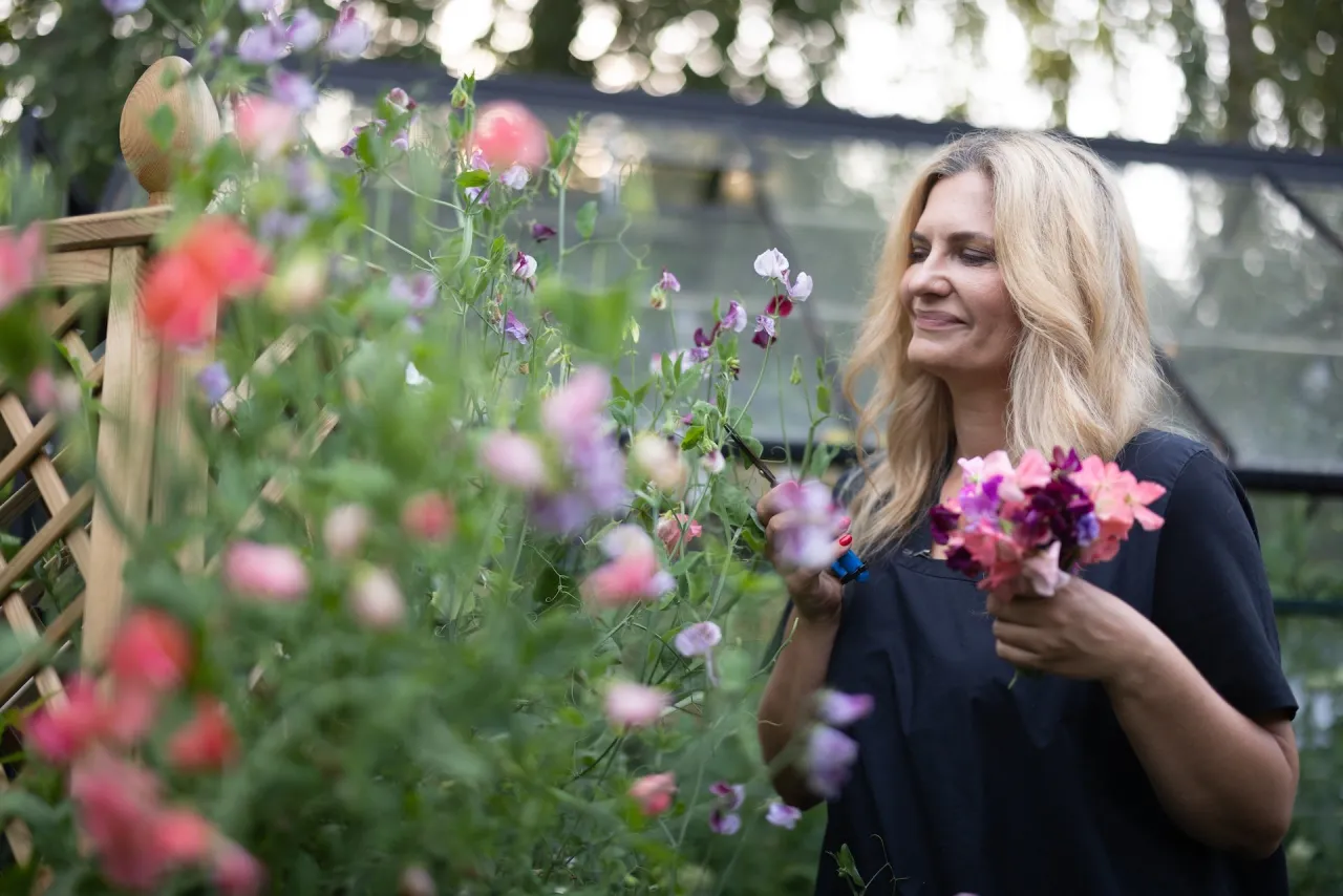 Kobieta z bukietem kwiat&oacute;w w ręku, przycinająca pnącza groszku pachnącego. Wskaz&oacute;wki, jak przycinać groszek pachnący, by cieszyć się jego pięknem.